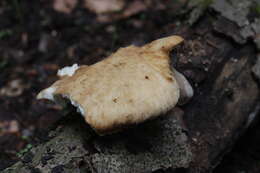 Image of Polyporus tuberaster (Jacq. ex Pers.) Fr. 1821