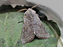 Orthosia populeti Fabricius 1781 resmi