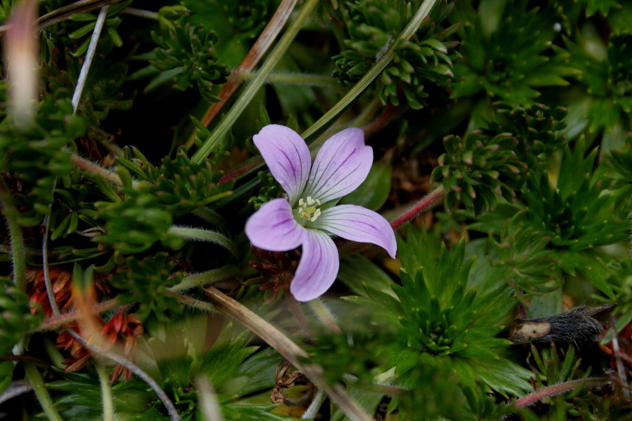 Sivun Geranium multipartitum Benth. kuva