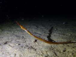 Image of Western crested pipefish