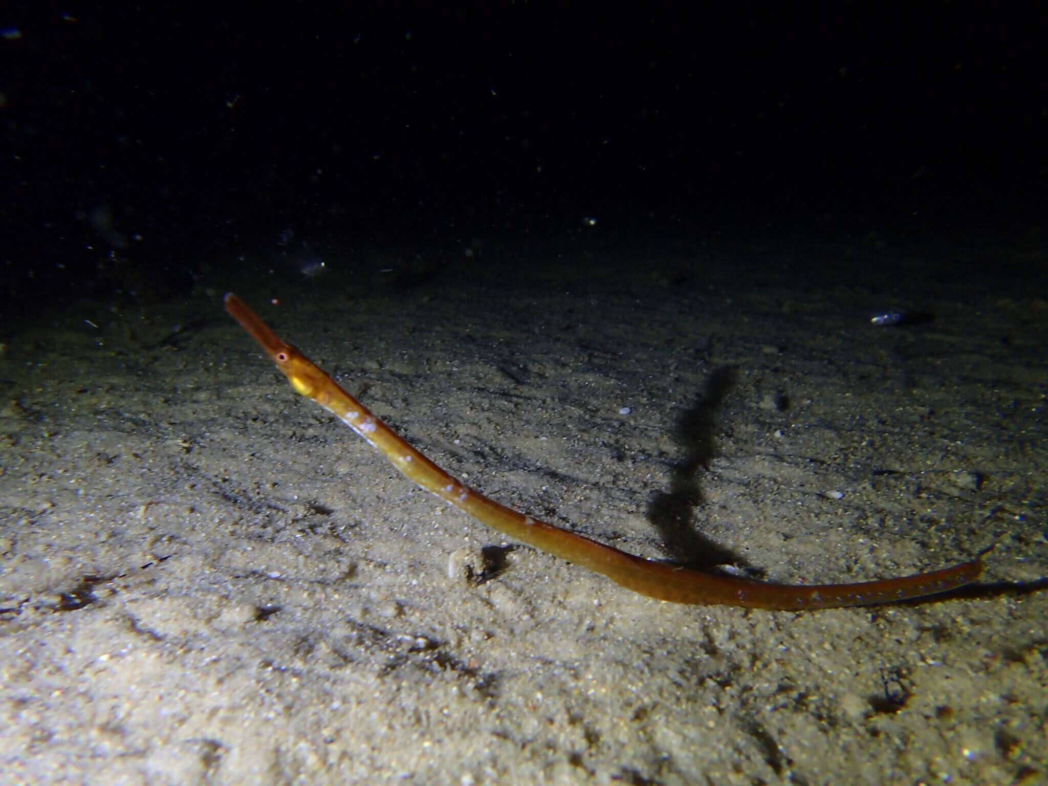 Image of Western crested pipefish