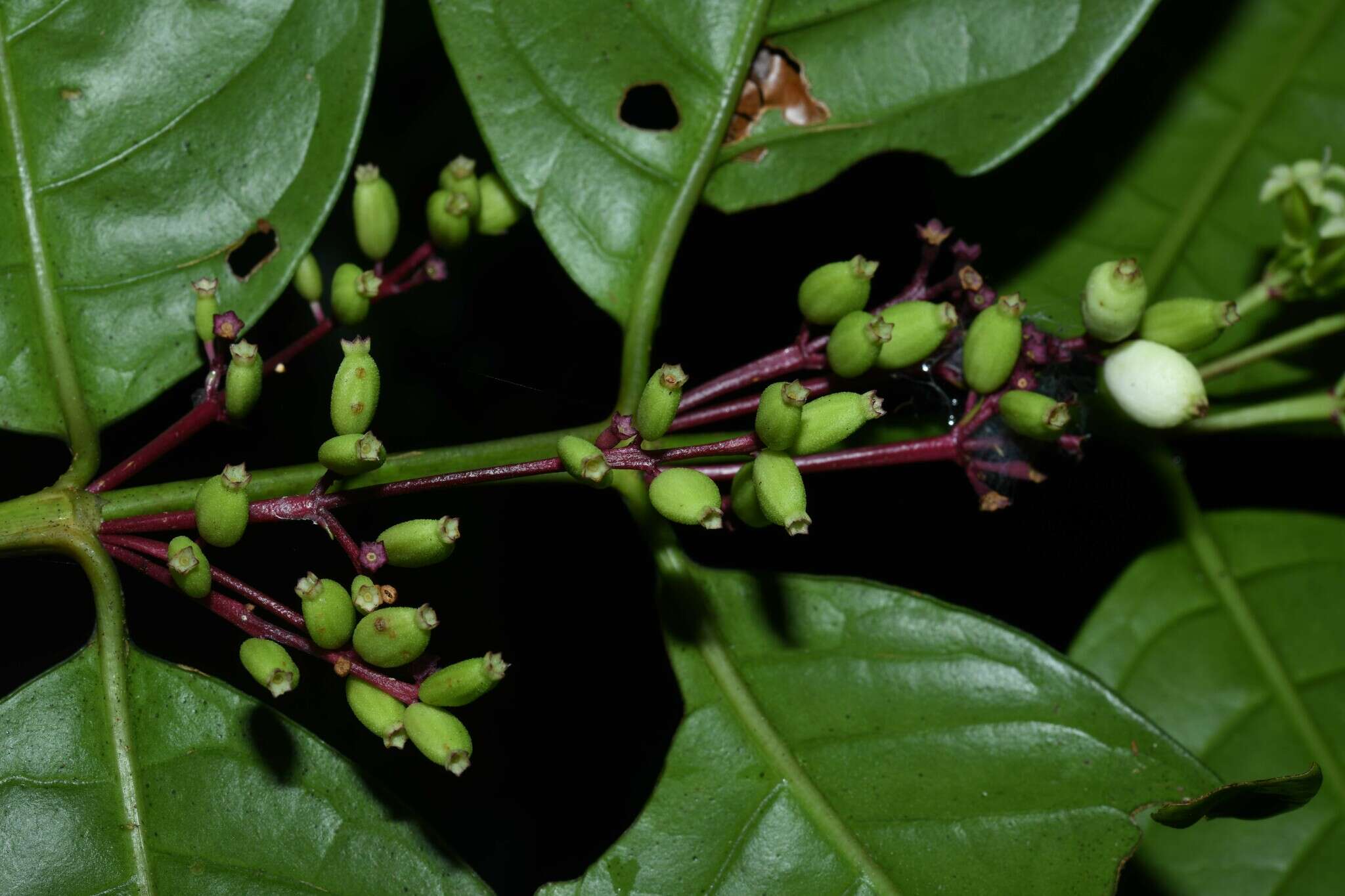 Image of Chiococca nitida Benth.