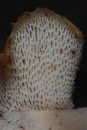 Image of Polyporus tuberaster (Jacq. ex Pers.) Fr. 1821