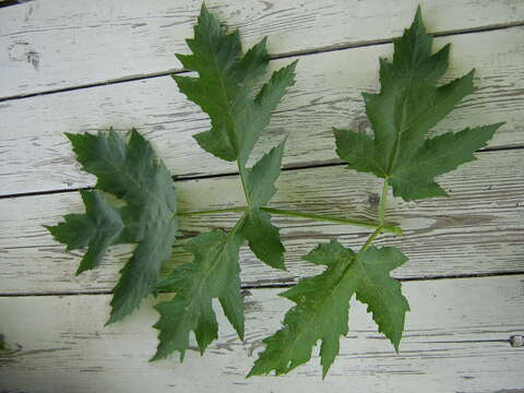 Слика од Heracleum sphondylium subsp. sibiricum (L.) Simonk.