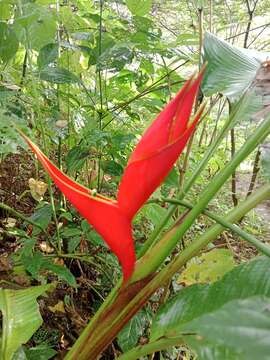 Image of Dwarf Jamaican Heliconia