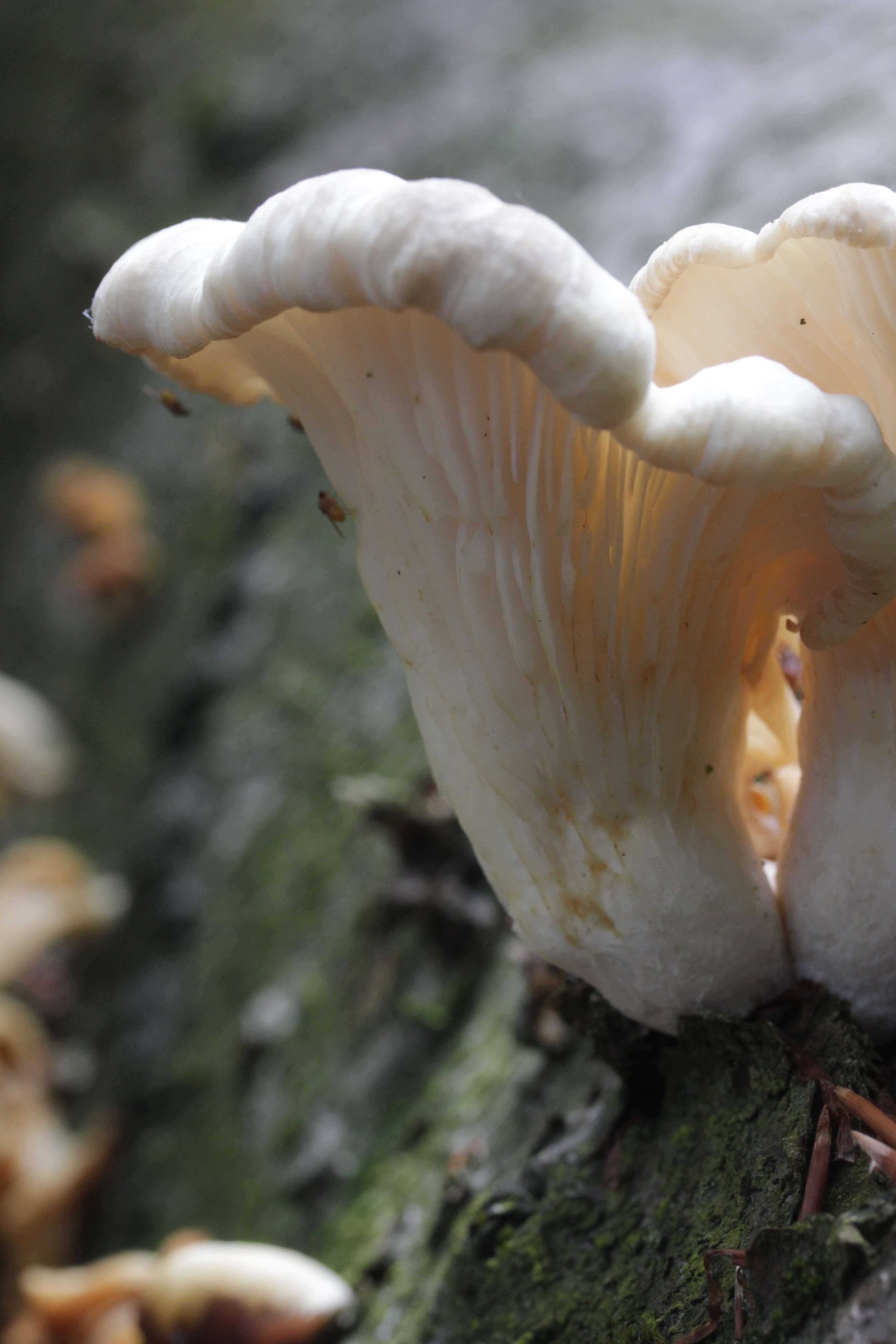 Image of Pleurotus ostreatus (Jacq.) P. Kumm. 1871