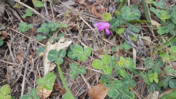 Image of Desmodium molliculum (Kunth) DC.