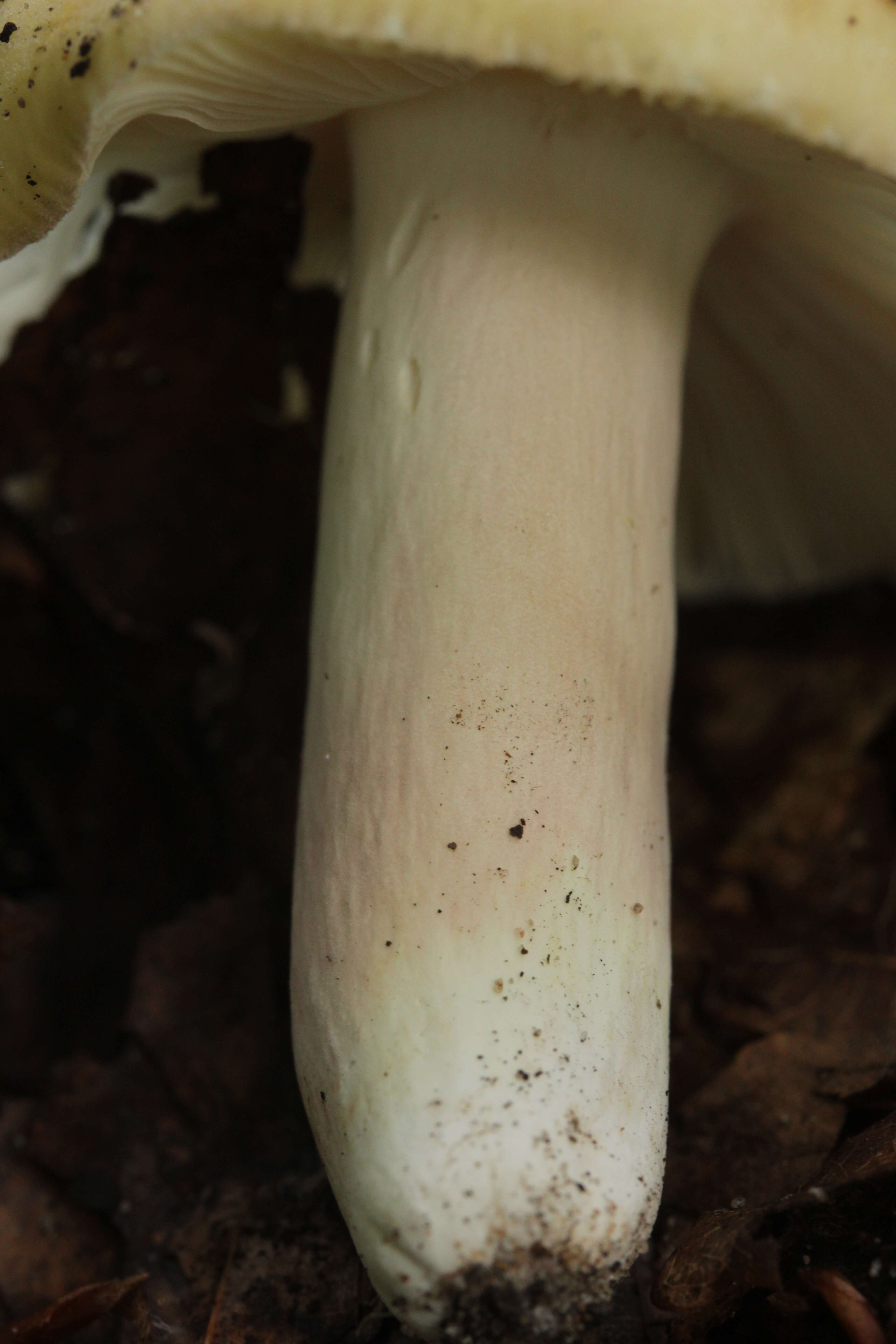 صورة Russula violeipes Quél. 1898