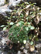 Image of Saxifraga dinnikii Schmalh. ex Akinfew