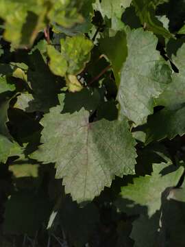 Image of Grape Powdery Mildew