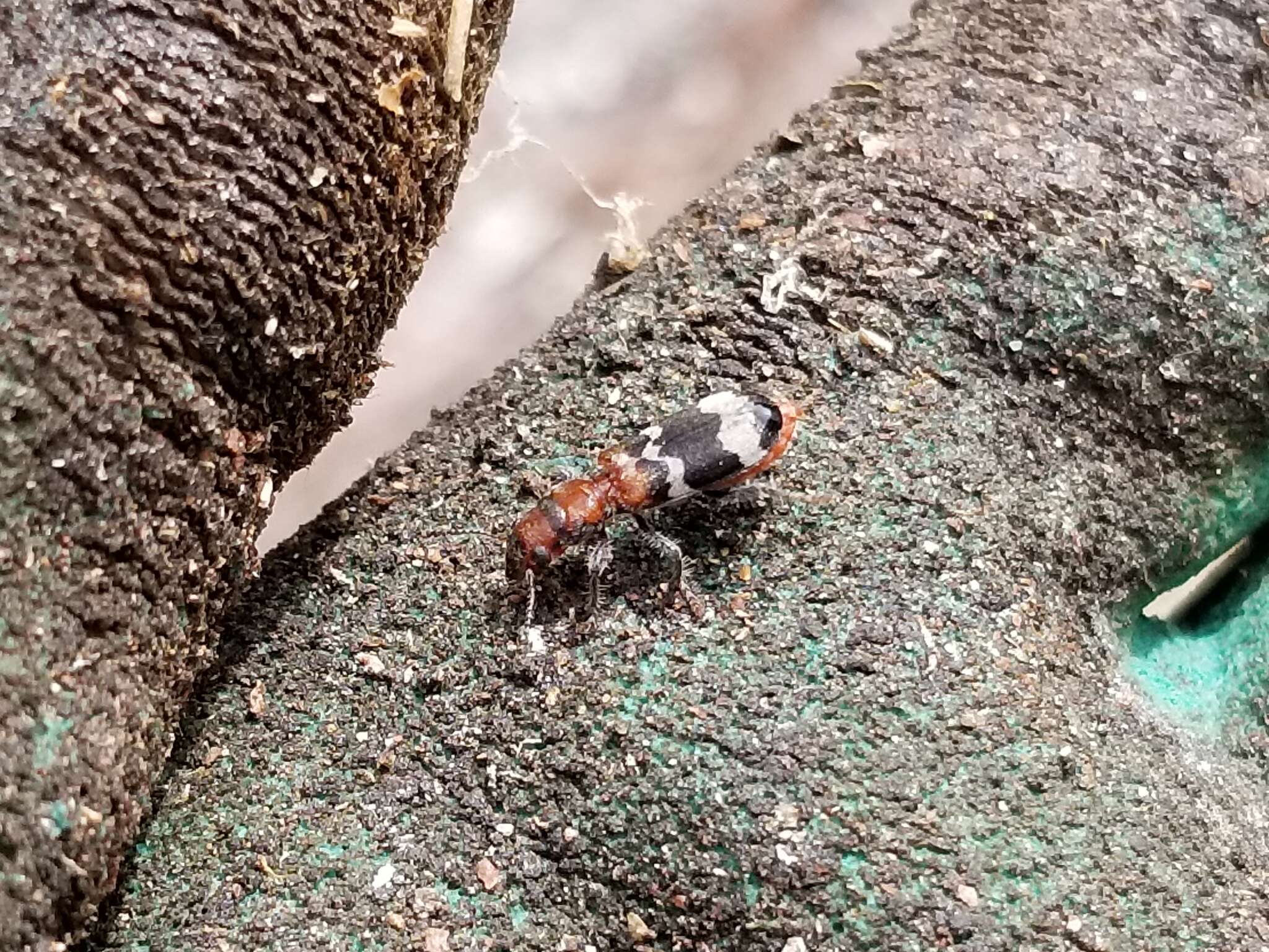 Image of Wavering Checkered Beetle