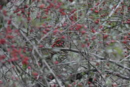 Image of Chinese Thrush