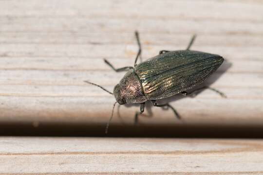 Image of Buprestis rustica Linnaeus 1758