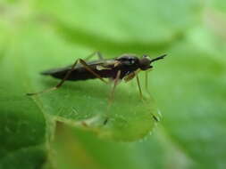 Imagem de Xylophagus gracilis Williston 1885