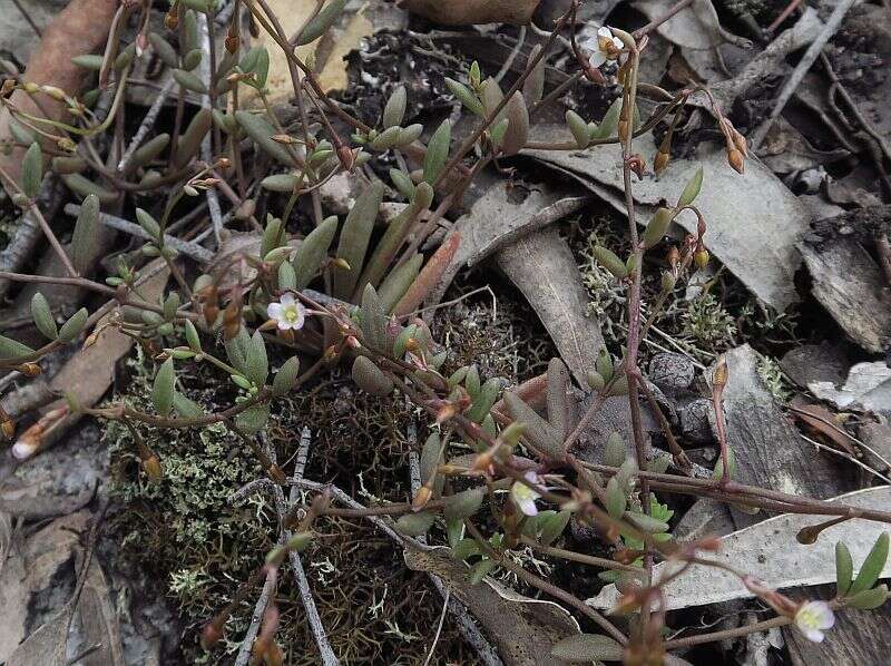 Image of Calandrinia pickeringii A. Gray