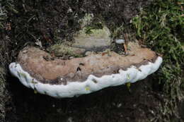 Image of Ganoderma applanatum