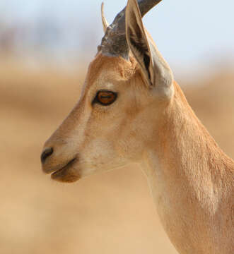 Image of Nubian Ibex