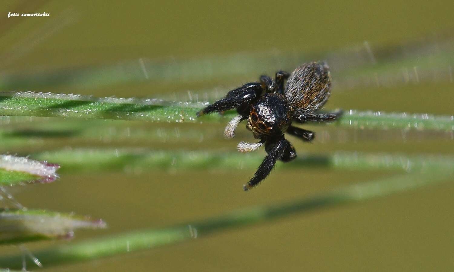 Image of Euophrys herbigrada (Simon 1871)