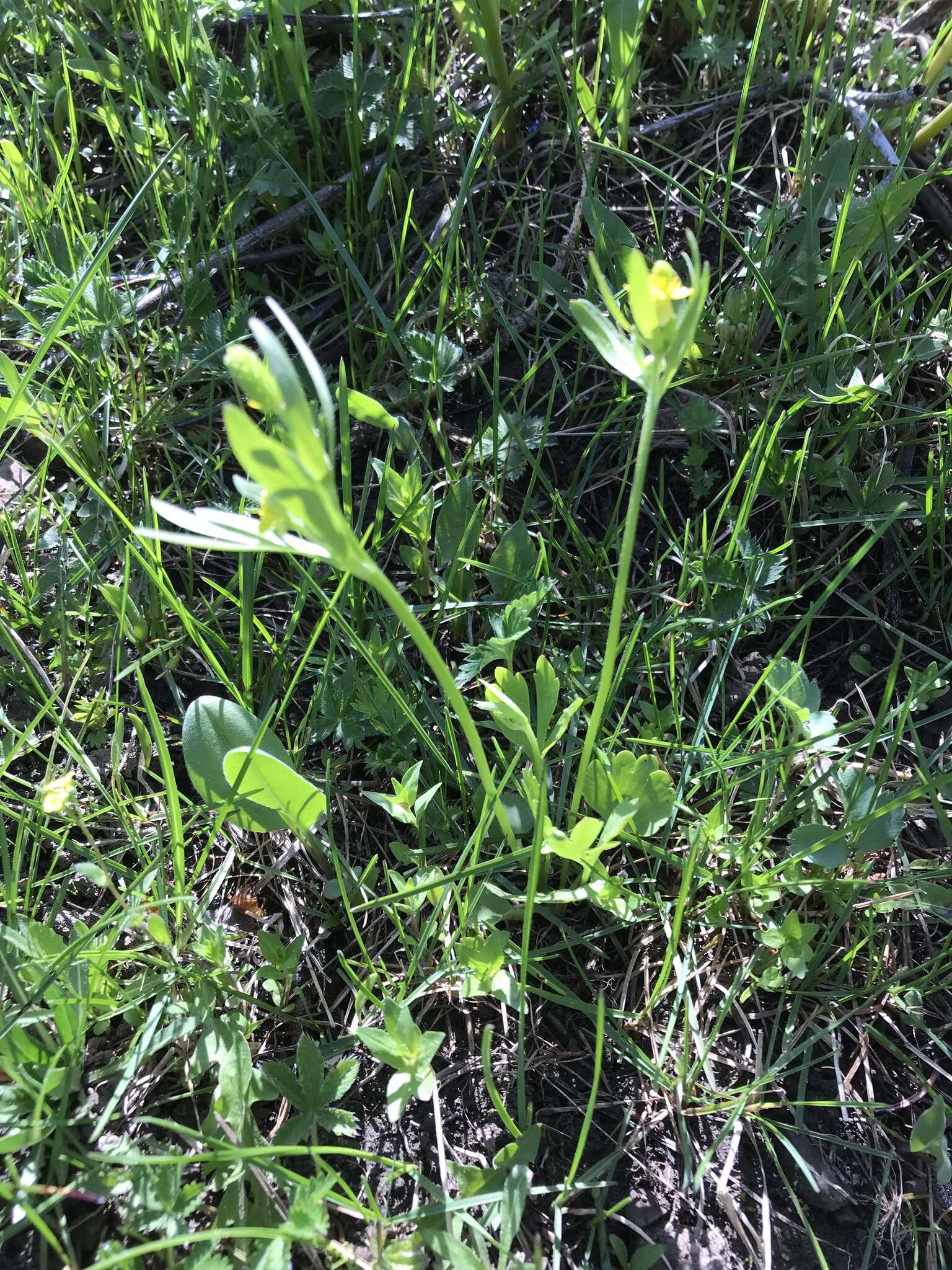 Image of Graceful Buttercup