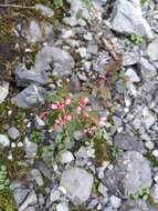 Image of Lopezia racemosa subsp. racemosa