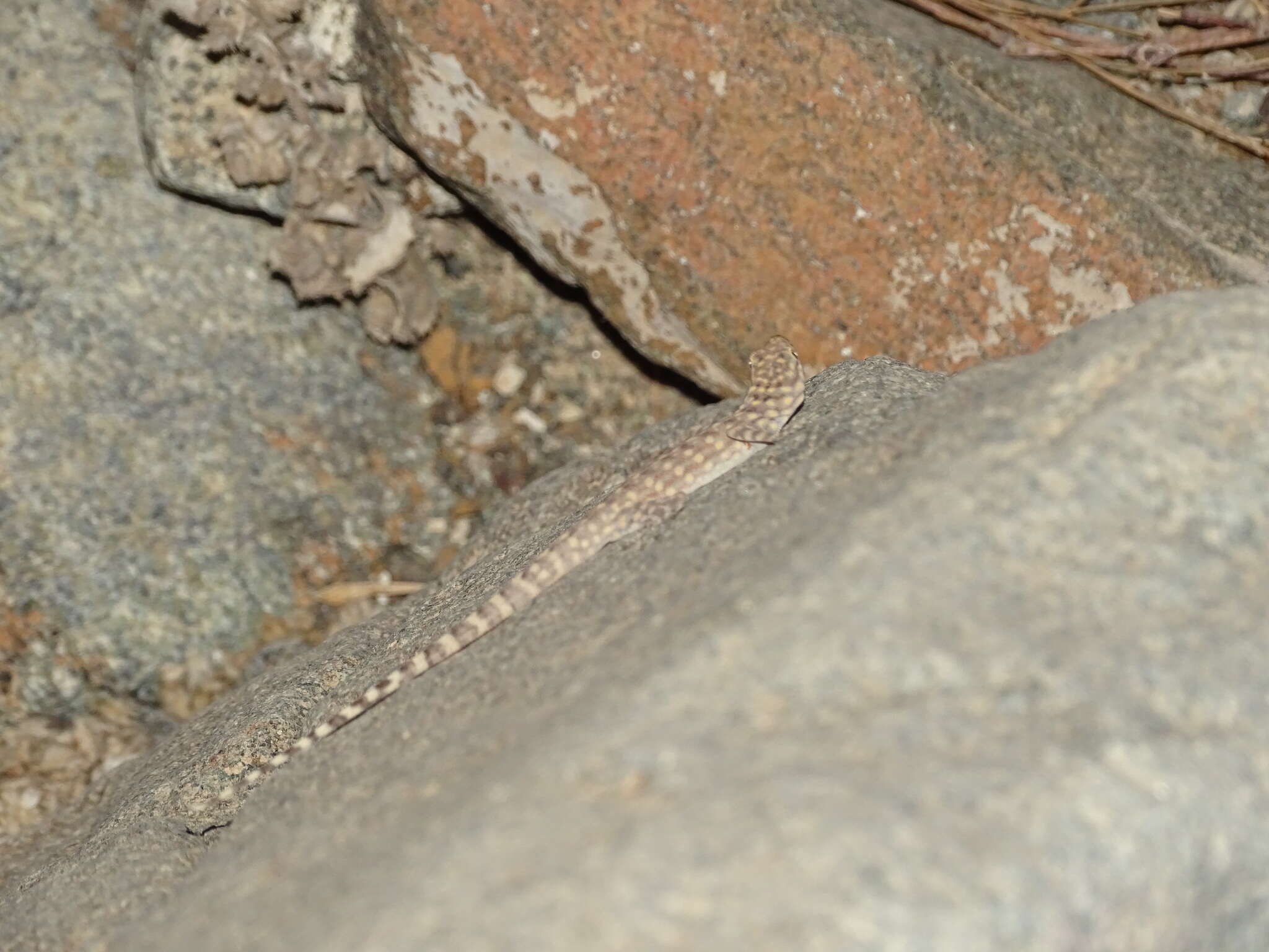 Image of Oman Rock Gecko