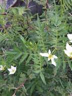 Imagem de Solanum pinnatisectum Dun.