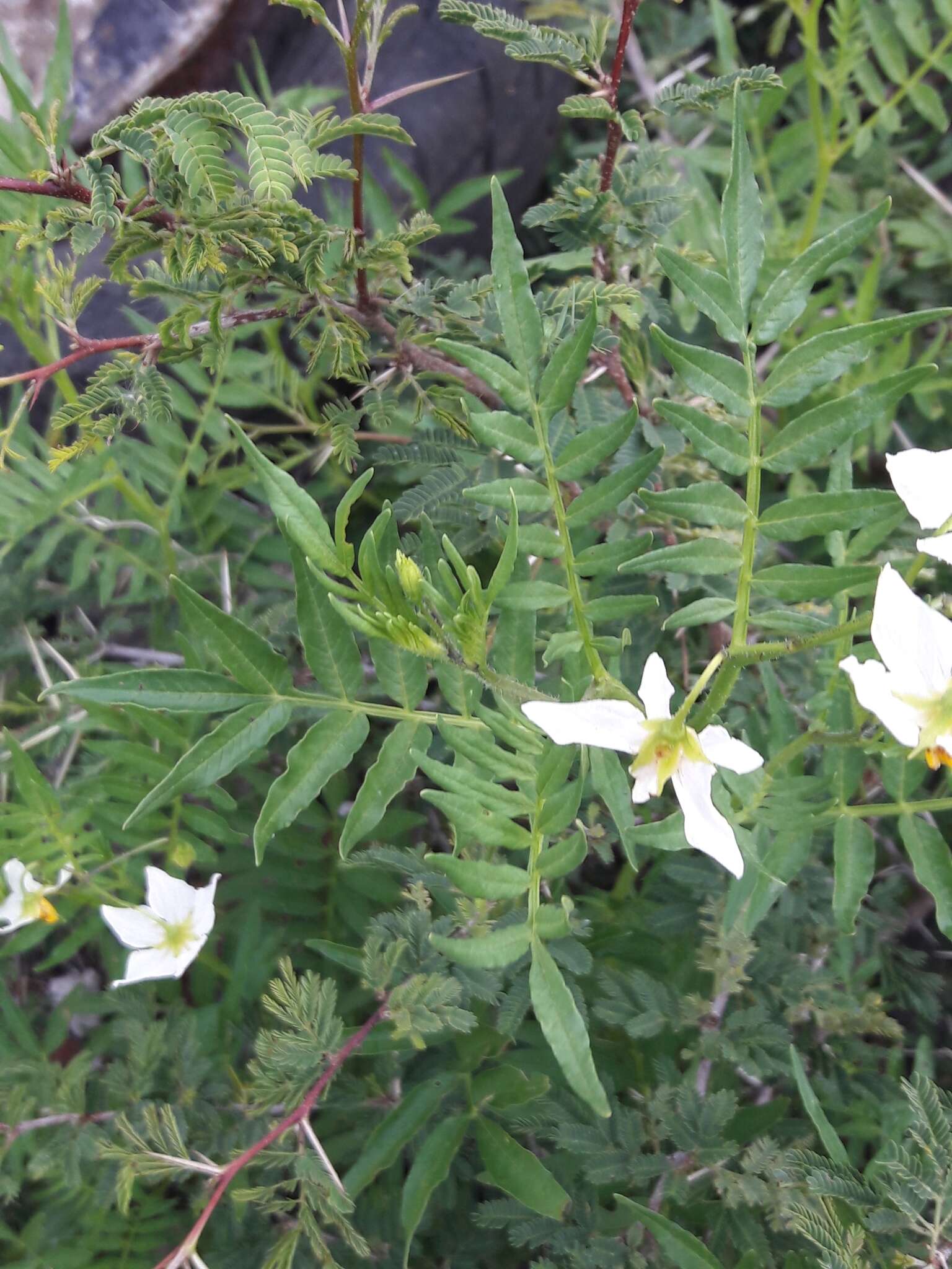 Imagem de Solanum pinnatisectum Dun.