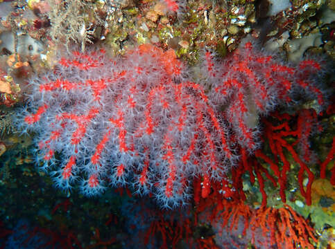 Image of Red coral