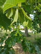 Image of Littleleaf Linden