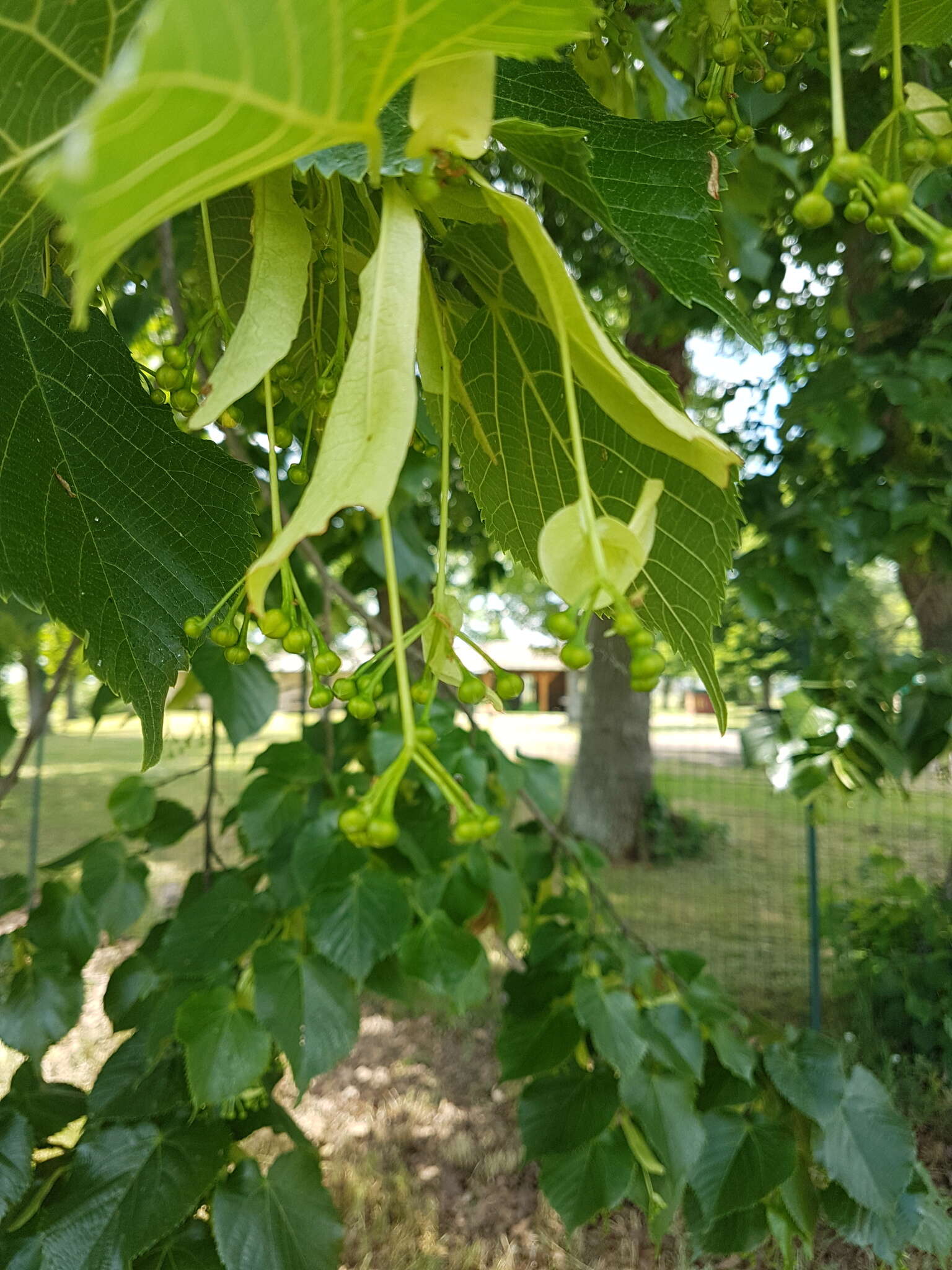 Image of Littleleaf Linden