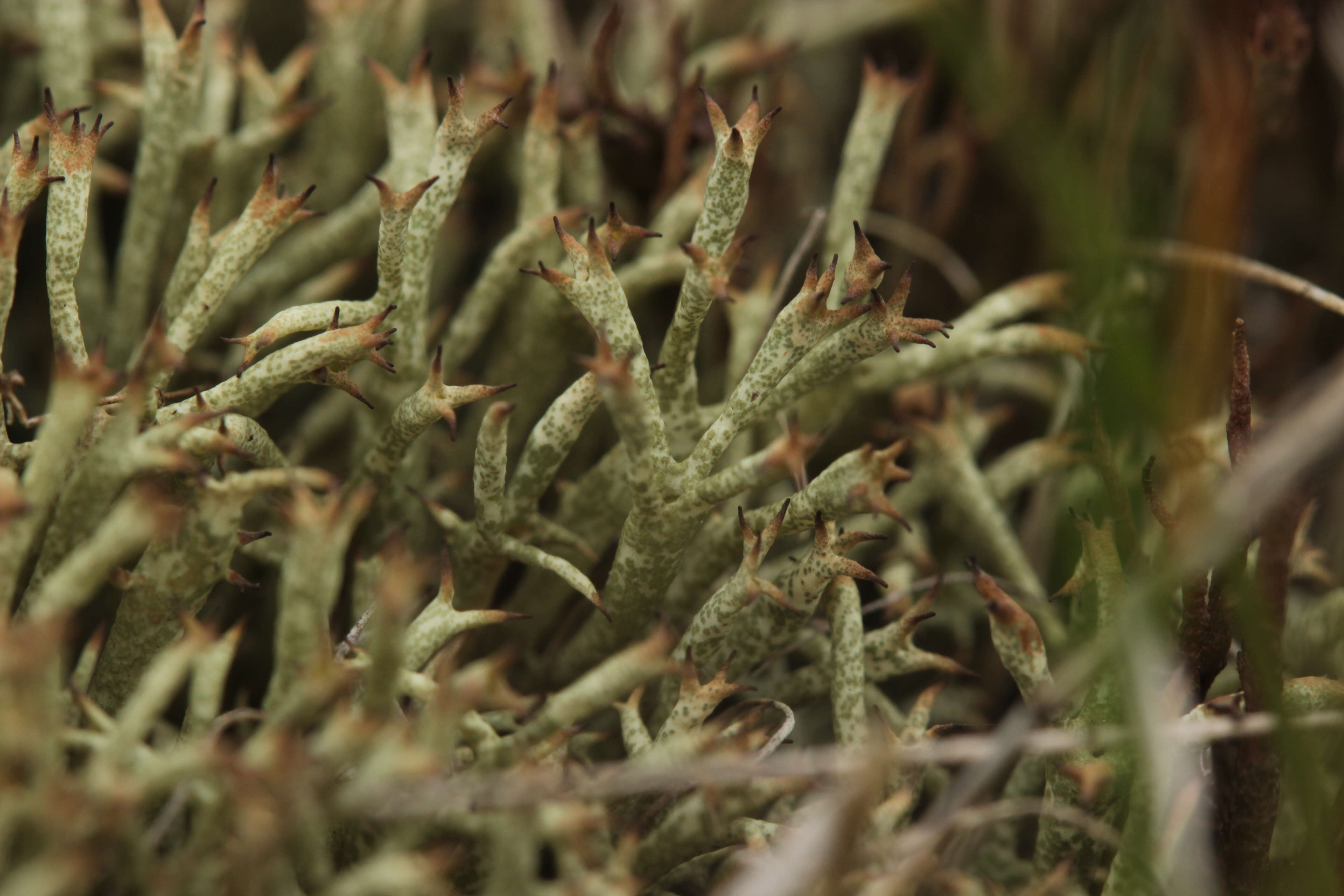 Image of Thorn cladonia