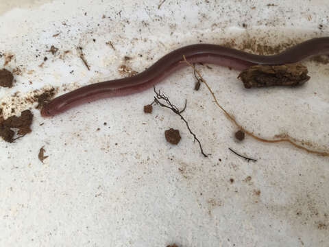 Image of Puerto Rican Coastal Blindsnake