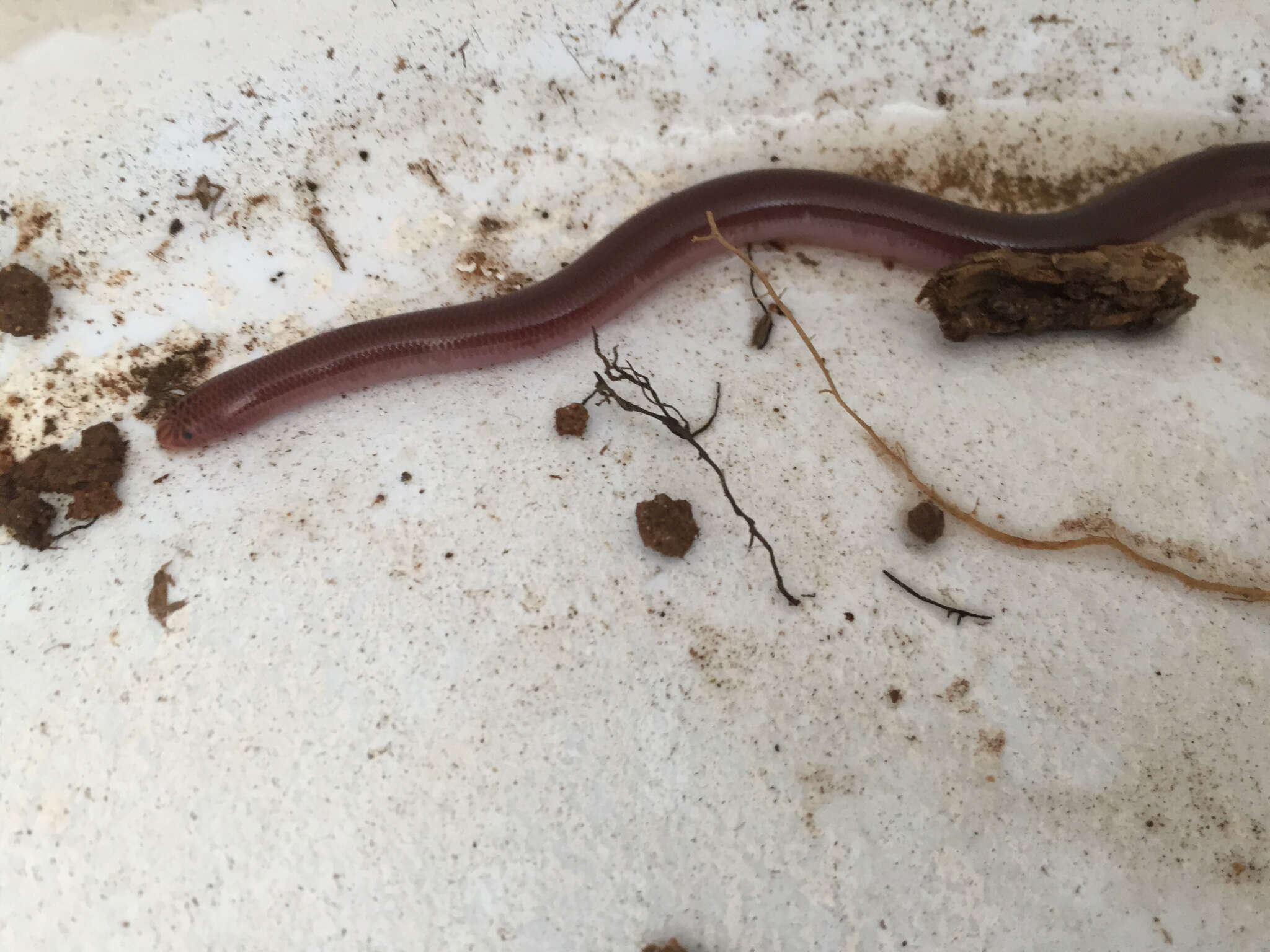 Image of Puerto Rican Coastal Blindsnake