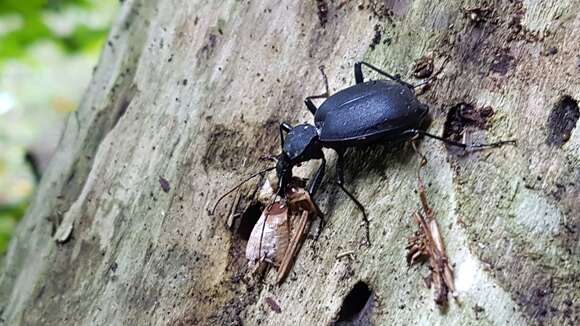 Image of Cychrus caraboides (Linnaeus 1758)