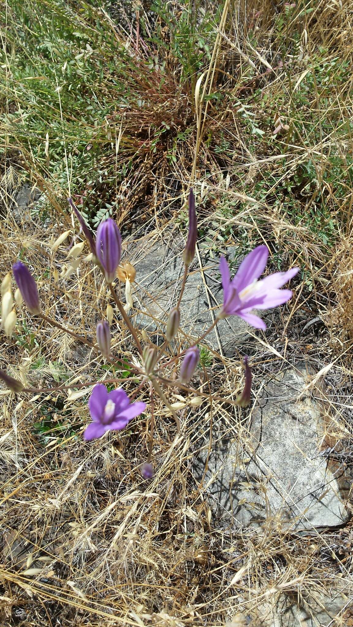 Sivun Brodiaea sierrae R. E. Preston kuva