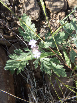 Image of southwestern mock vervain