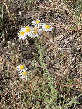 Image de Erigeron pumilus Nutt.