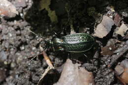 Image of Granulated Carabid