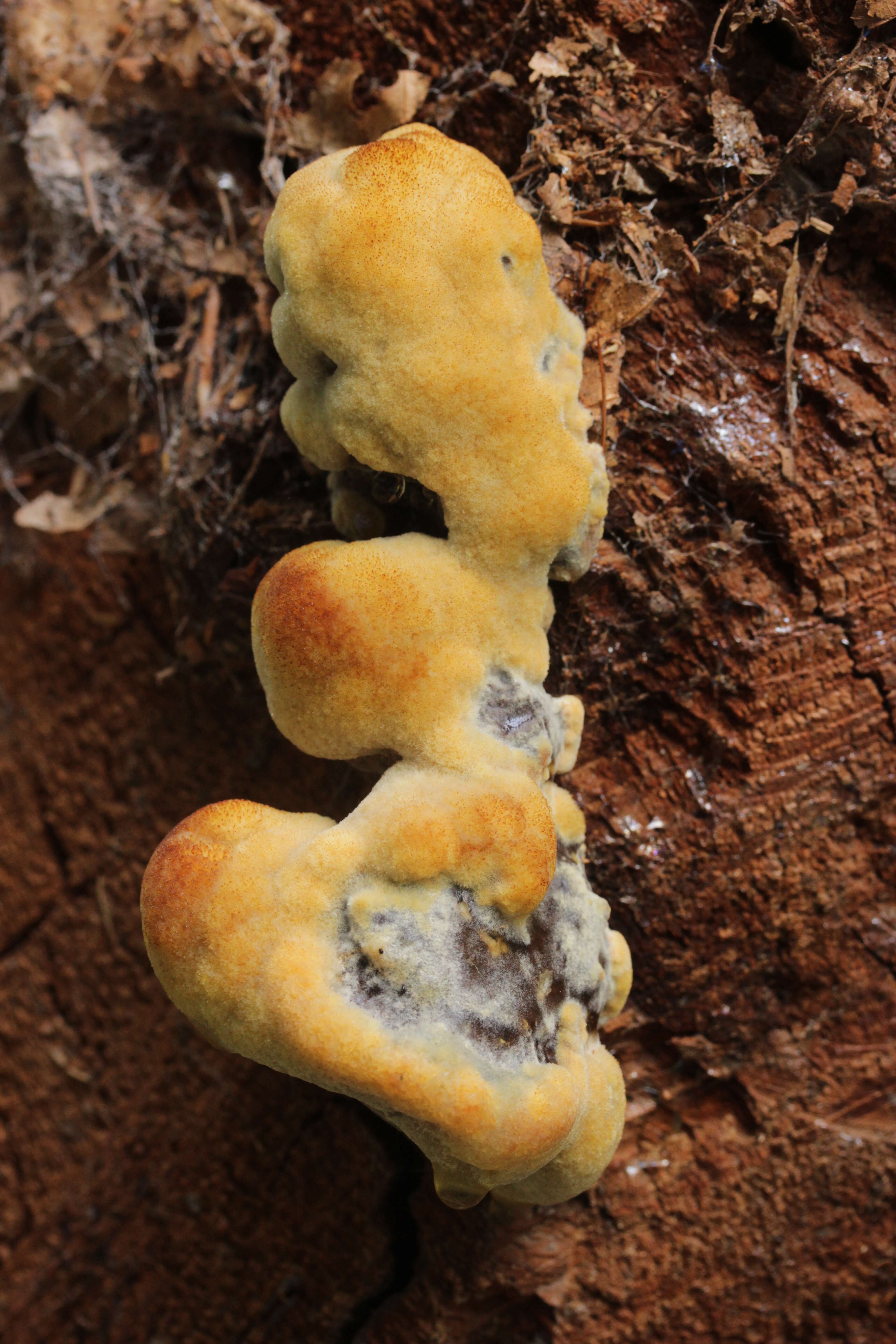 Image of dyer's polypore