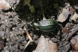 Image of Granulated Carabid