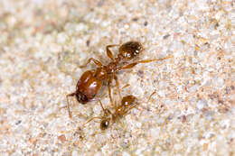 Image of Pheidole porcula Wheeler 1908