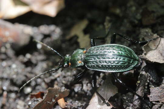 Image of Carabus (Carabus) granulatus Linnaeus 1758