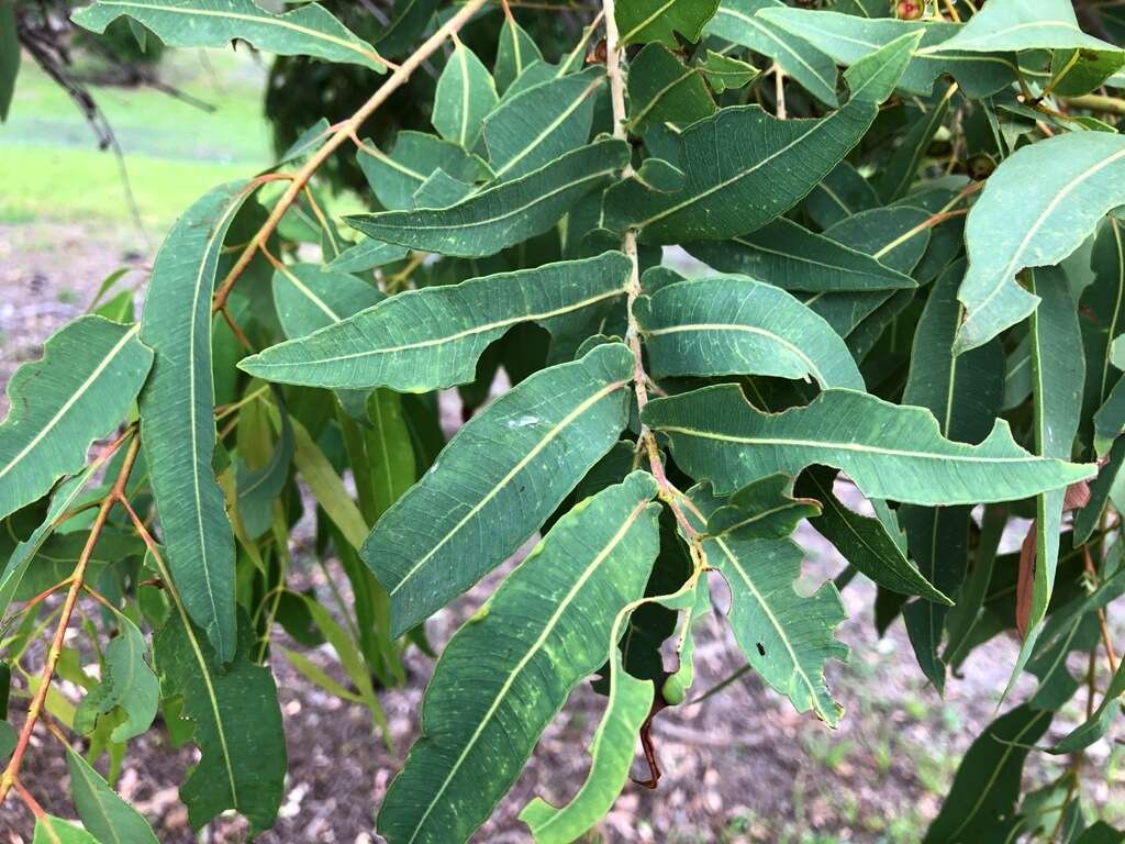 Image de Angophora subvelutina F. Müll.