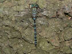 Image of Black-tipped Darner