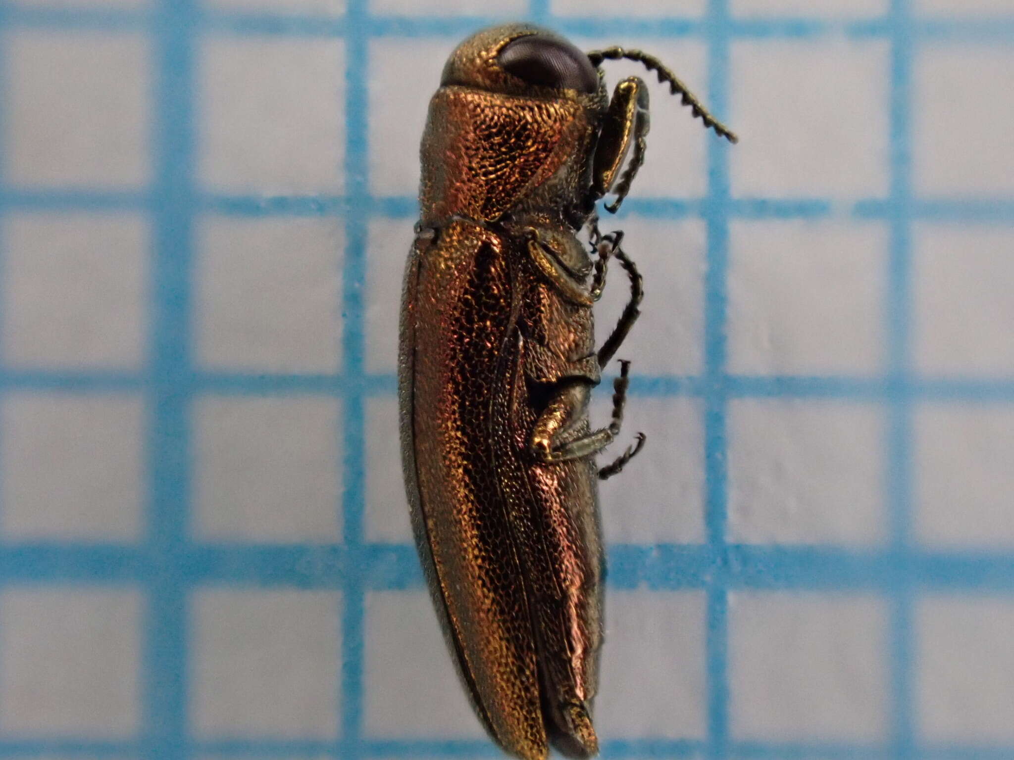 Image of St. John's Wort Root Borer