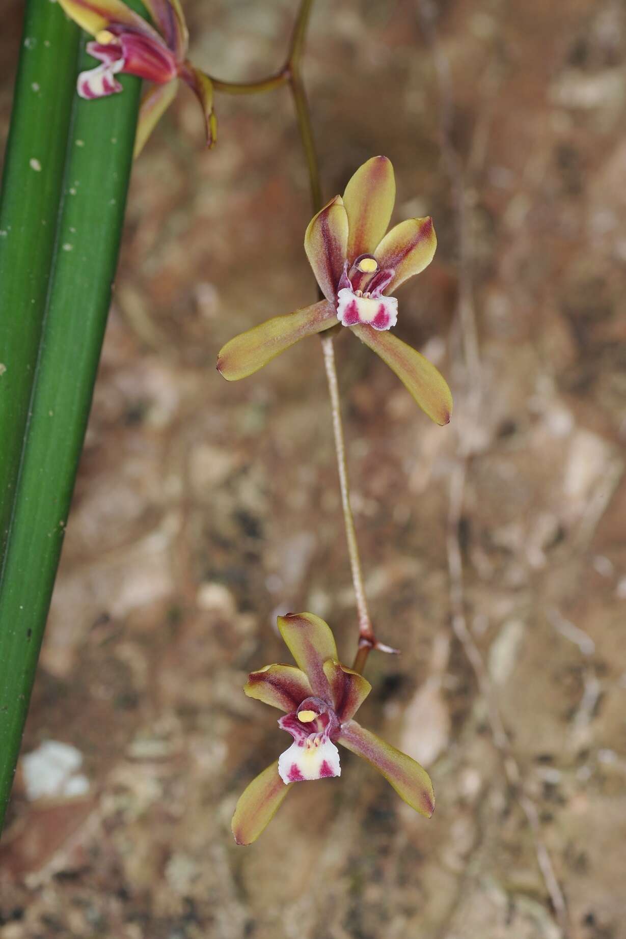 Image of Cymbidium finlaysonianum Lindl.