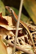 Image of Black Emo Skink