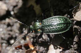 Image of Granulated Carabid