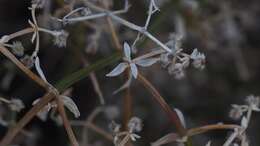 Image of Borrego bedstraw