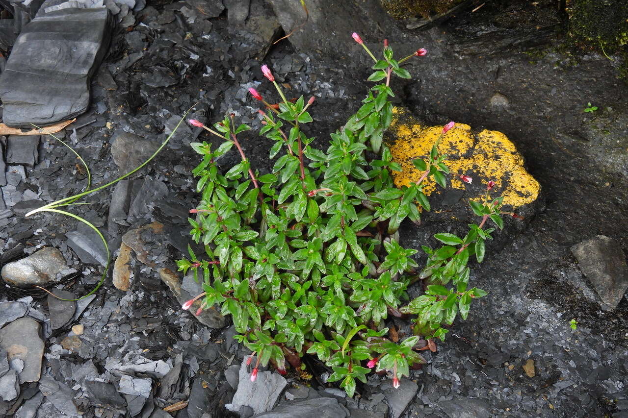 Image de Epilobium hohuanense S. S. Ying